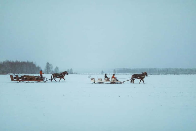 Rovaniemi: Horse Sleigh Ride under the Night Sky - Timing, clothing, and booking details that matter