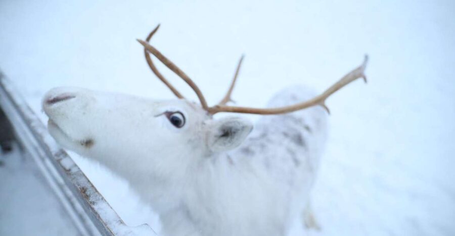 Rovaniemi: Husky and reindeer farm visit with sleigh rides - Meeting the Siberian huskies