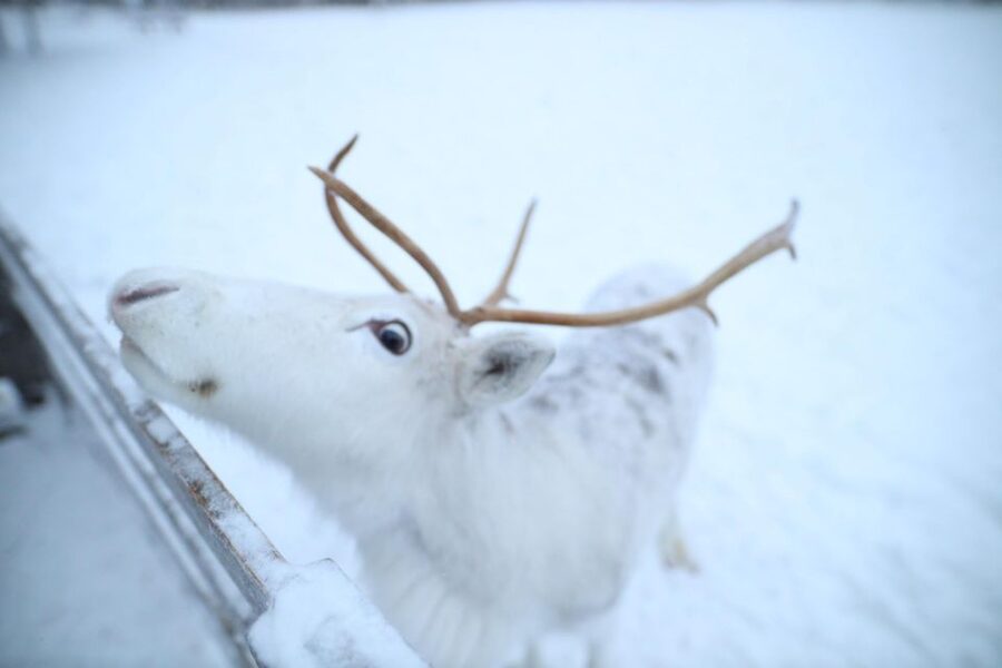 Rovaniemi: Husky and reindeer farm visit with sleigh rides - Why the December 1 cutoff matters