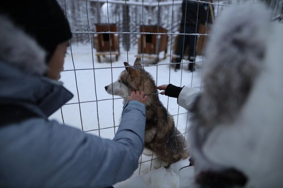 Rovaniemi: Husky and reindeer farm visit with sleigh rides - Guides can shape the whole morning