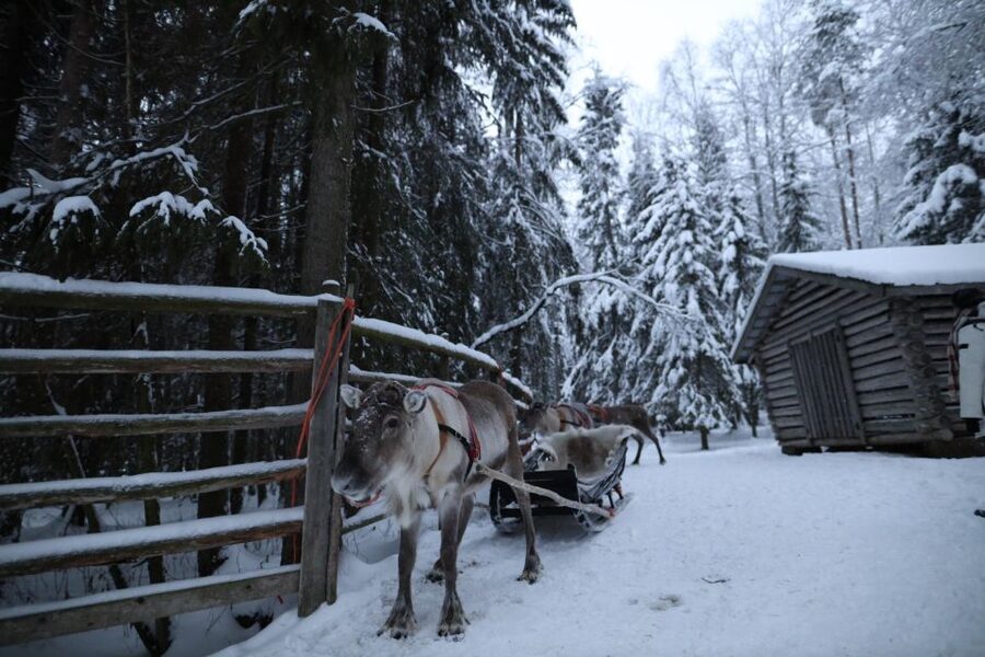 Rovaniemi: Husky and reindeer farm visit with sleigh rides - What to wear and bring