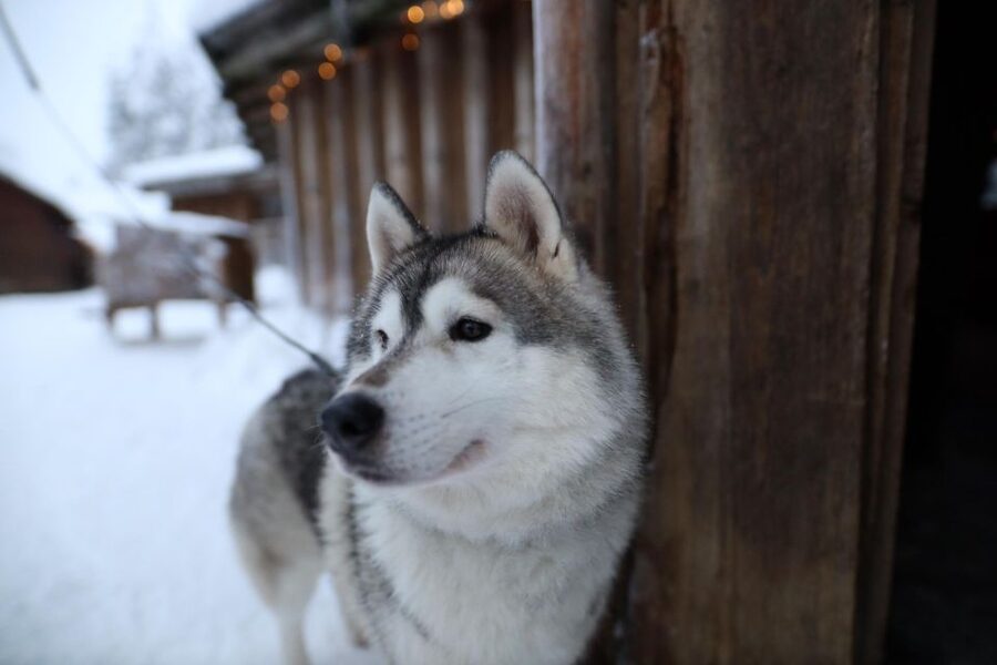 Rovaniemi: Husky and reindeer farm visit with sleigh rides - Who will enjoy this experience most?