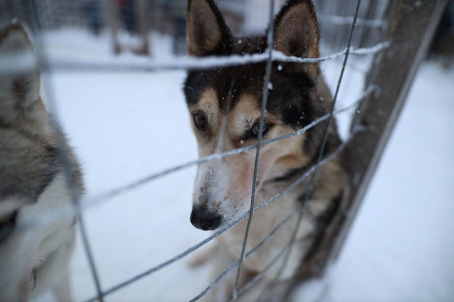 Rovaniemi: Husky and reindeer farm visit with sleigh rides - Should you book the husky and reindeer farm visit?