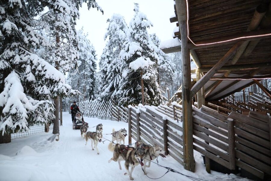 Rovaniemi: Husky and reindeer farm visit with sleigh rides - Feeding reindeer at the farm