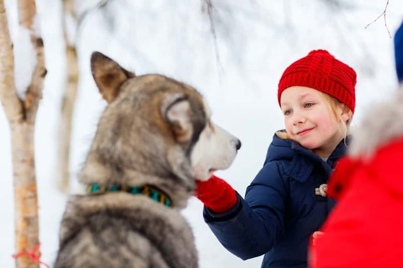 Rovaniemi: Husky Farm and Reindeer Experience - Who will enjoy this most?