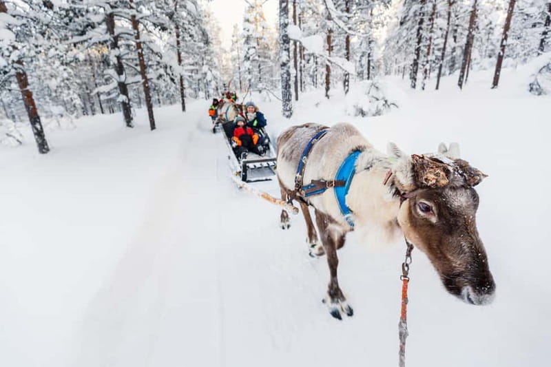 Rovaniemi: Husky Farm and Reindeer Experience - Learning how reindeer herding works today