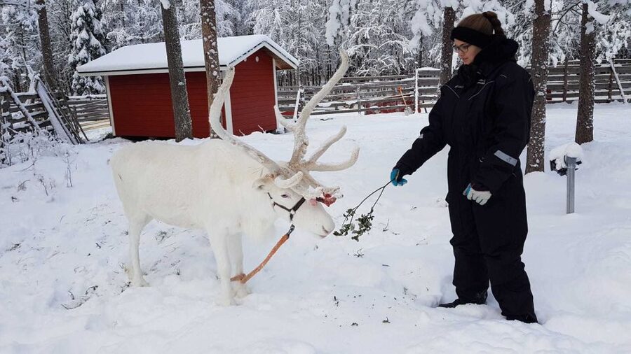 Rovaniemi: Husky Farm and Reindeer Experience - Food, drinks, and what to wear