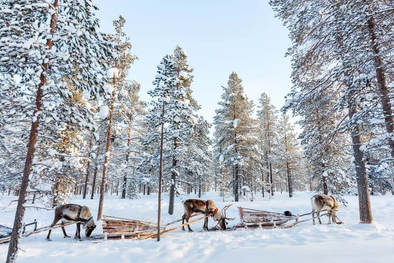Rovaniemi: Husky Farm and Reindeer Experience - The guide can make or break a short tour