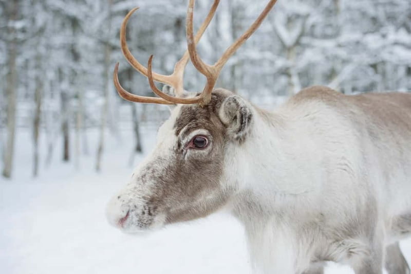 Rovaniemi: Husky Farm and Reindeer Experience - Is $185 a fair price?