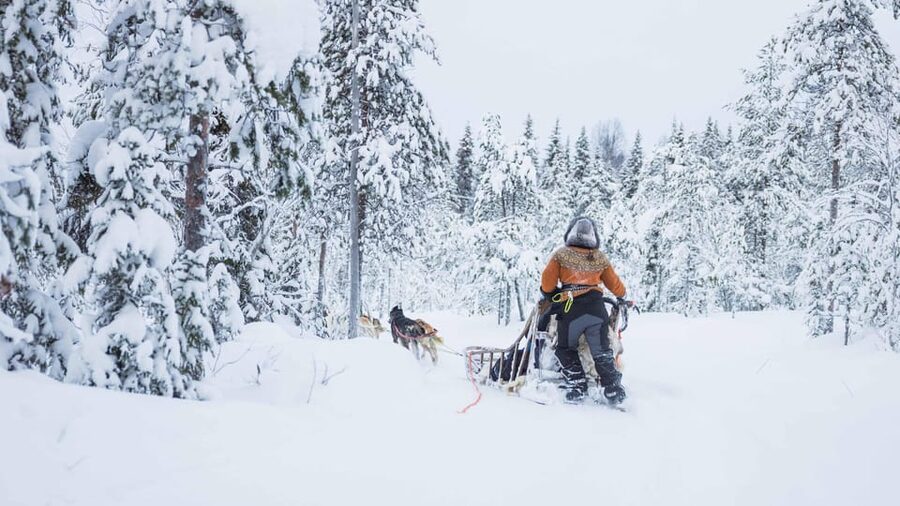 Rovaniemi: Husky Farm Visit with a Sledge Ride - Key points to know before you book