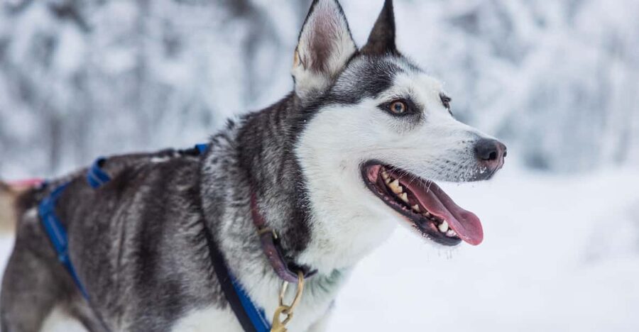 Rovaniemi: Husky Farm Visit with a Sledge Ride - Transfers from Rovaniemi and Santa Claus Village