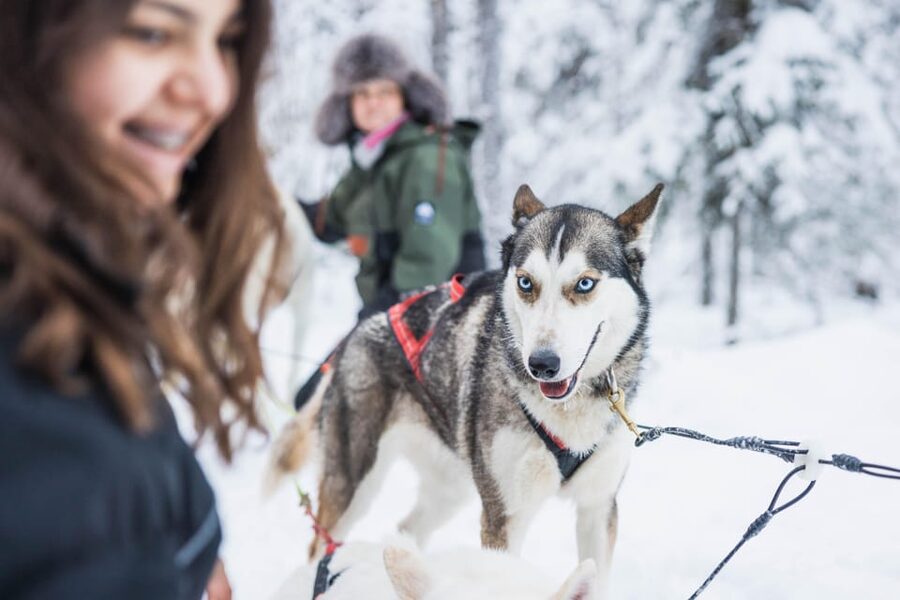 Rovaniemi: Husky Farm Visit with a Sledge Ride - Learning how a mushing team works