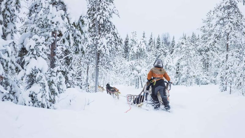 Rovaniemi: Husky & Reindeer Experience with Snowmobile Ride - What this six-hour Rovaniemi outing actually delivers