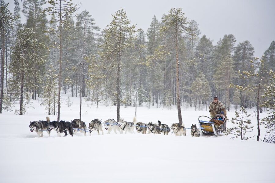 Rovaniemi: Husky & Reindeer Experience with Snowmobile Ride - Riding through the Arctic Circle forests