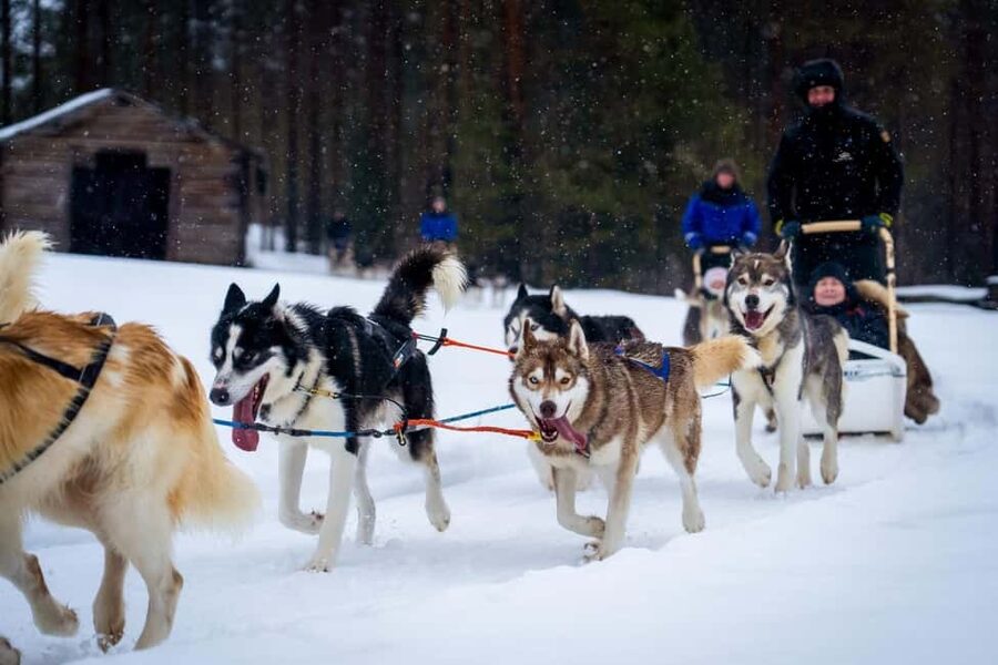 Rovaniemi: Husky Safari & Campfire BBQ – 6‑10 km Self‑Drive - Key points at a glance