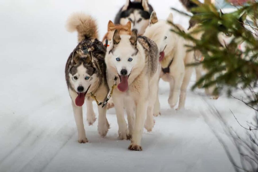 Rovaniemi: Husky Safari & Campfire BBQ – 6‑10 km Self‑Drive - Why the self-drive format matters
