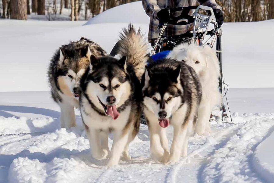Rovaniemi: Husky Safari & Campfire BBQ – 6‑10 km Self‑Drive - Taking control through snow and ice