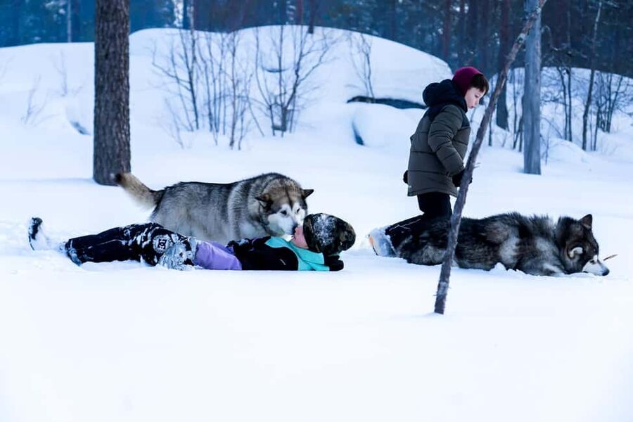 Rovaniemi: Husky Safari & Campfire BBQ – 6‑10 km Self‑Drive - What the $294 price really includes
