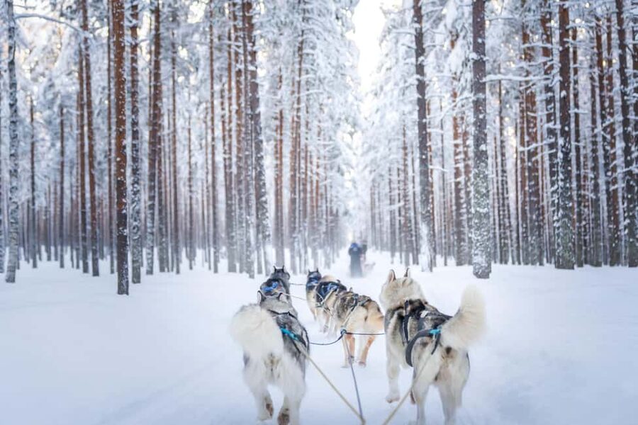 Rovaniemi: Husky Safari & Campfire BBQ – 6‑10 km Self‑Drive - Practical preparation for a better sled run