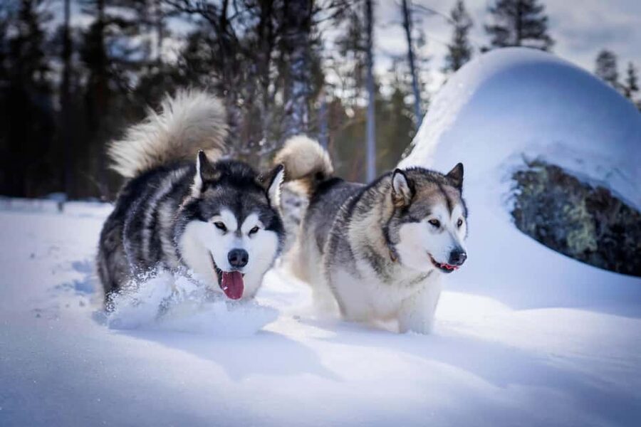 Rovaniemi: Husky Safari & Campfire BBQ – 6‑10 km Self‑Drive - Should you book this husky safari?