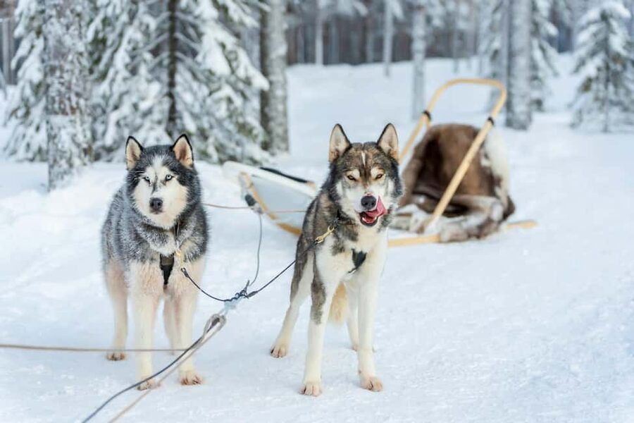 Rovaniemi: Husky Safari & Campfire BBQ – 6‑10 km Self‑Drive - Learning to guide your husky team