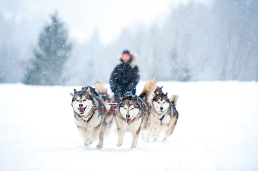 Rovaniemi: Husky Safari on a Snowy Trail - Key points before you book