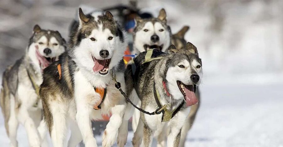 Rovaniemi: Husky Safari on a Snowy Trail - What the 10-kilometer trail feels like