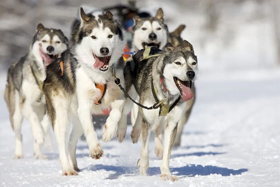 Rovaniemi: Husky Safari on a Snowy Trail - At the husky farm, the dogs come first