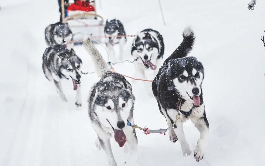 Rovaniemi: Husky Sled Ride and Farm Visit - Key points to know before booking