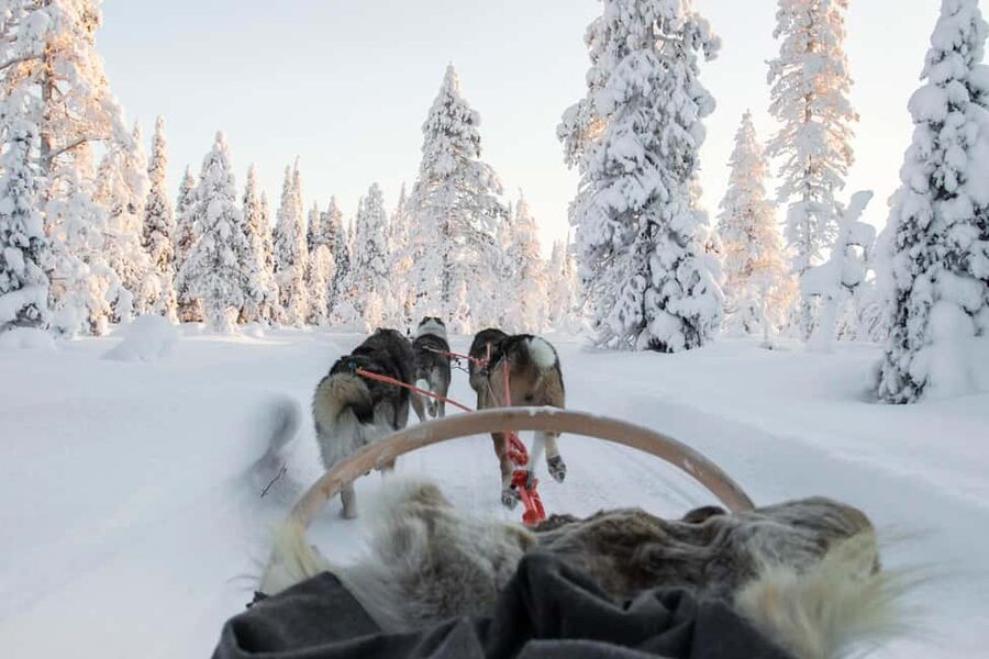Rovaniemi: Husky Sled Ride and Farm Visit - Meeting the huskies outside Rovaniemi