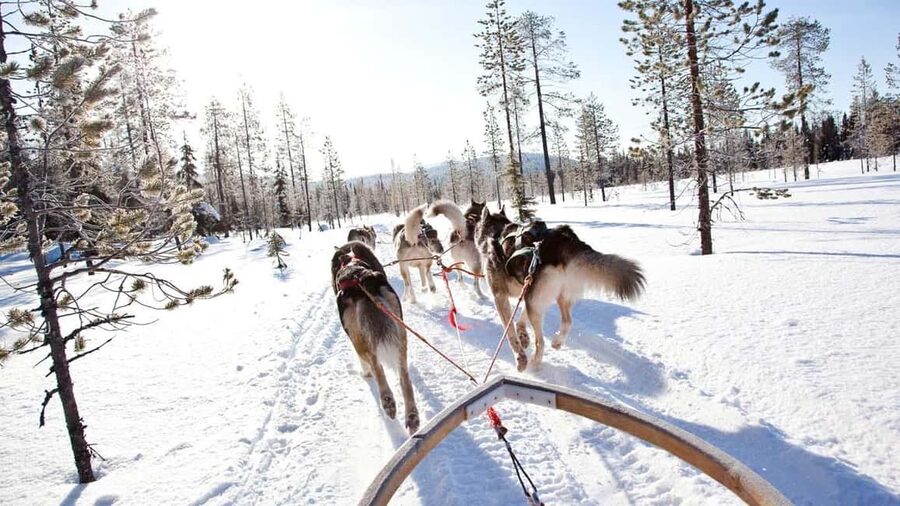 Rovaniemi: Husky Sled Ride and Farm Visit - Time with the dogs is the strongest part