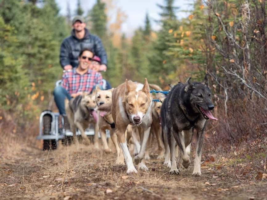 Rovaniemi: Husky Sled Ride and Farm Visit - Warm drinks and cookies in the hut