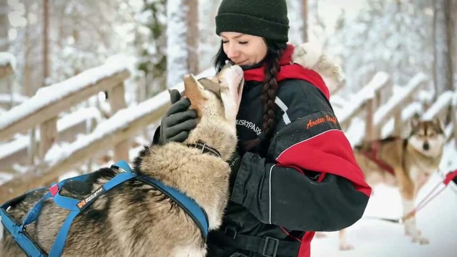 Rovaniemi: Husky Sled Ride and Farm Visit - What the $117 price really buys you