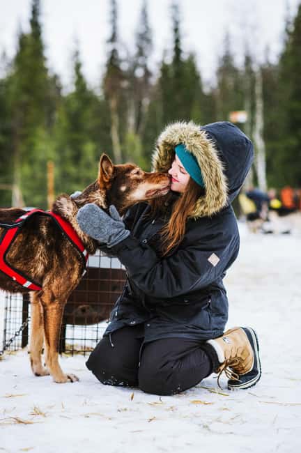 Rovaniemi: Husky Sled Ride and Farm Visit - Who will enjoy this farm visit most