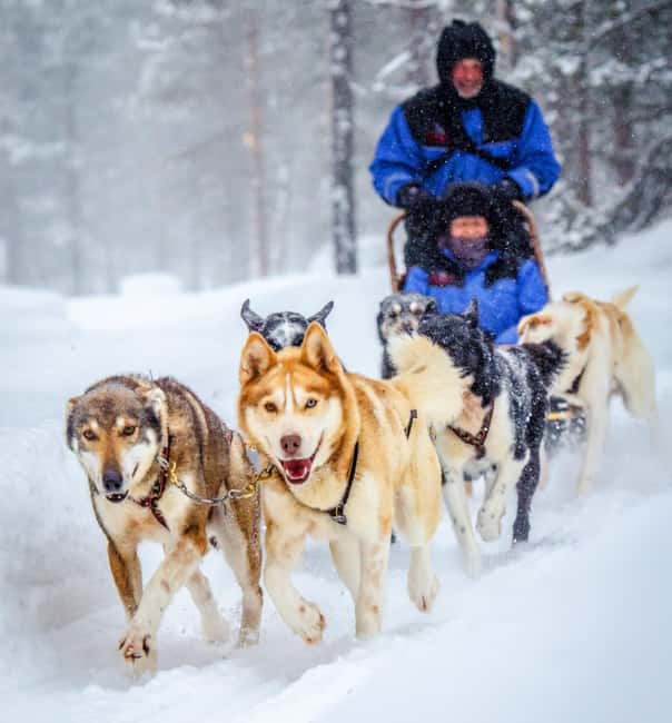 Rovaniemi: Husky Sled Ride and Farm Visit - The sled ride covers 500 to 800 meters