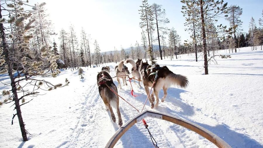 Rovaniemi: Husky Sled Ride with Hotel Transfer - Safety briefing before the 800-meter ride