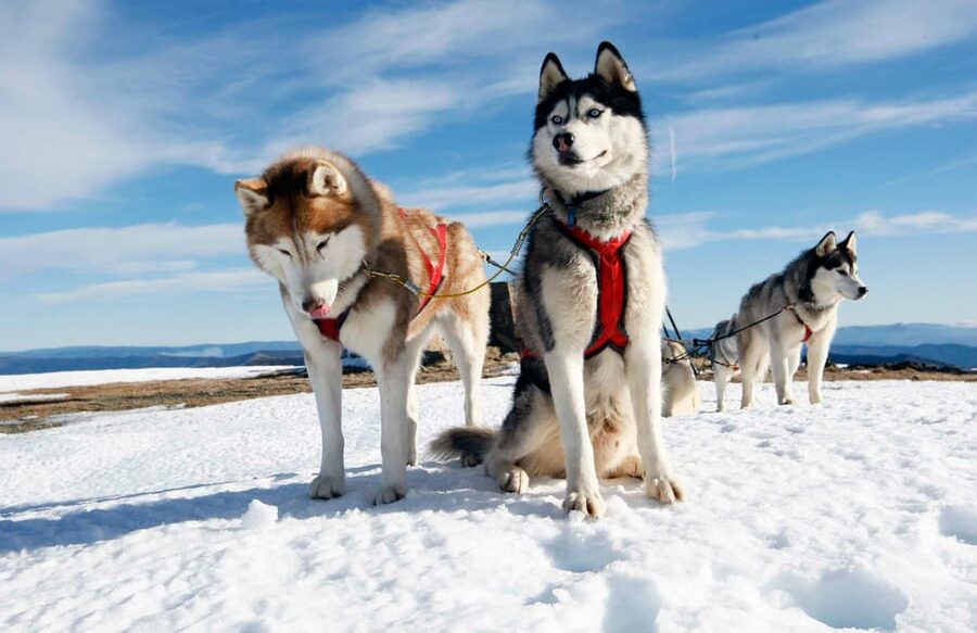 Rovaniemi: Husky Sled Ride with Hotel Transfer - Leaving central Rovaniemi by included transfer