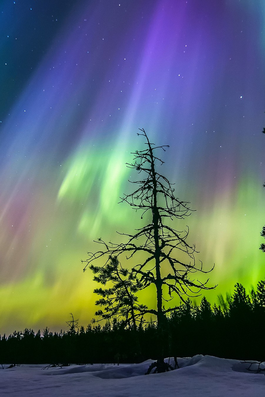 Rovaniemi: Ice Floating in Forest Lake with Aurora Borealis - Warming up with tea and gingerbread