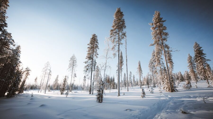 Rovaniemi: Lapland Ski Trekking Safari - How Hard Is the Four-Hour Outing?