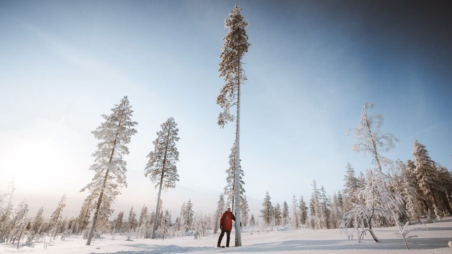Rovaniemi: Lapland Ski Trekking Safari - Practical Details Before You Book