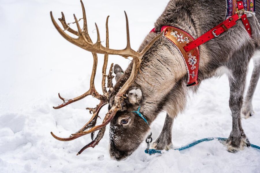 Rovaniemi: Local Reindeer Farm Visit with Sleigh Ride - Feeding the reindeer after the ride