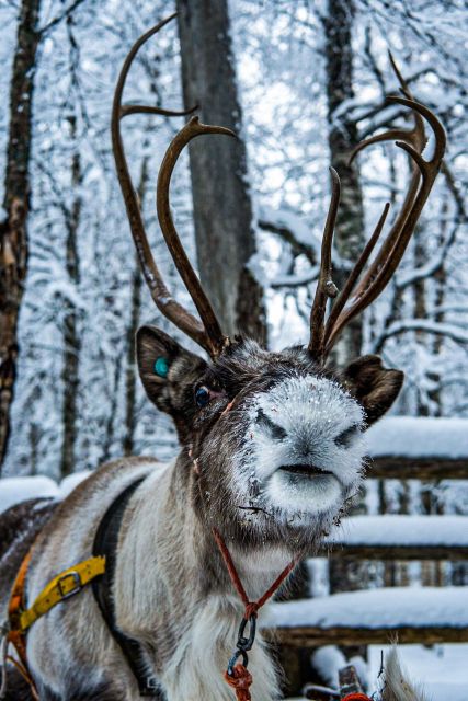 Rovaniemi: Local Reindeer Farm Visit with Sleigh Ride - The guide and photographer make a difference