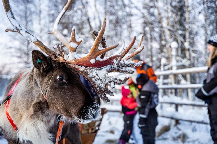 Rovaniemi: Local Reindeer Farm Visit with Sleigh Ride - The 2-km sleigh ride through the forest