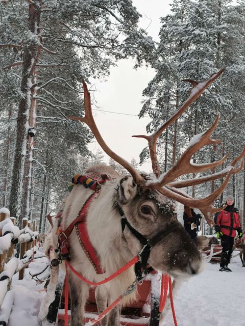 Rovaniemi: Meet Santa Claus, Reindeer Sleigh Ride & Huskies - FAQ
