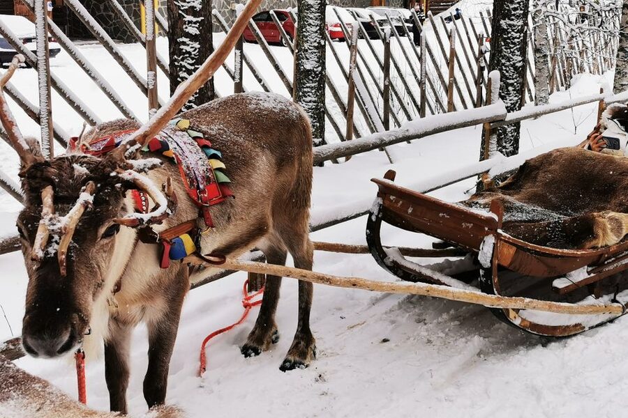 Rovaniemi: Meet Santa Claus, Reindeer Sleigh Ride & Huskies - Who should book this Rovaniemi tour?