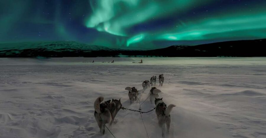 Rovaniemi: Northern Lights and Husky Sleigh Ride - Should you book the Rovaniemi husky and aurora tour?