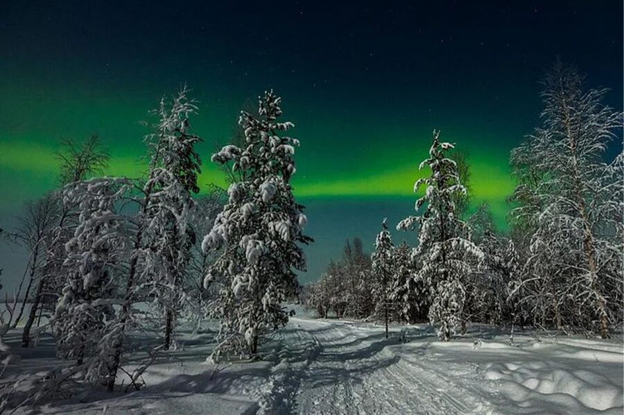 Rovaniemi: Northern Lights and Husky Sleigh Ride - A winter evening built around working huskies