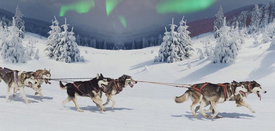 Rovaniemi: Northern Lights and Husky Sleigh Ride - What the night sky adds, and what it cannot promise