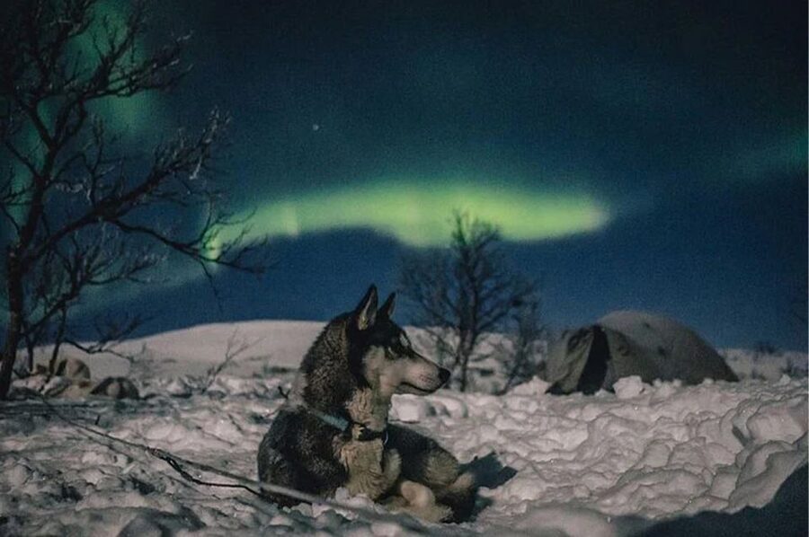 Rovaniemi: Northern Lights and Husky Sleigh Ride - Pickup, group rules, and timing
