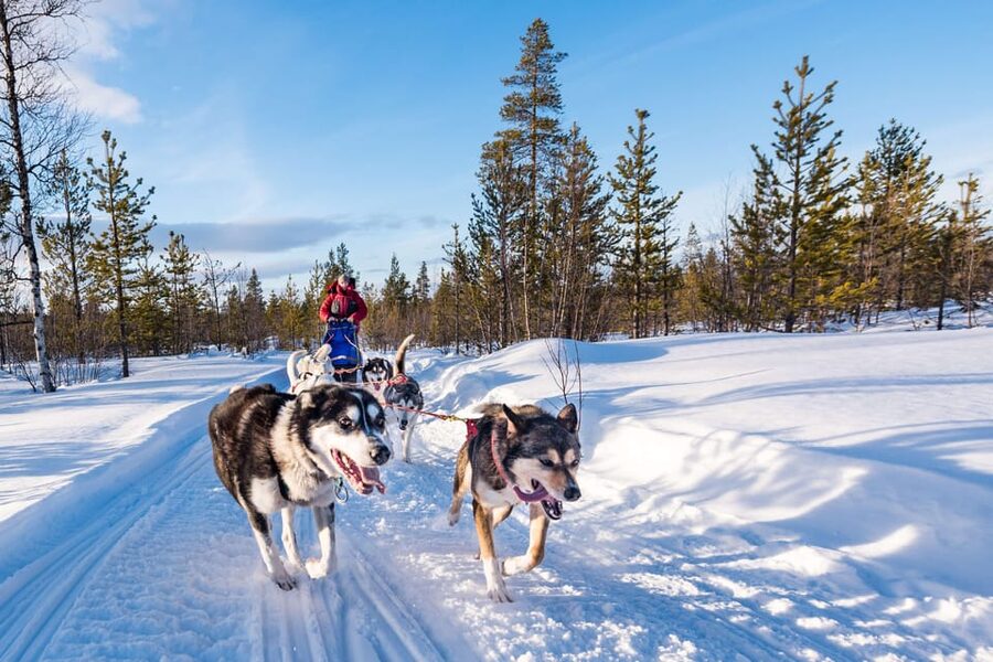 Rovaniemi: One Hour Husky Experience - Key points at a glance